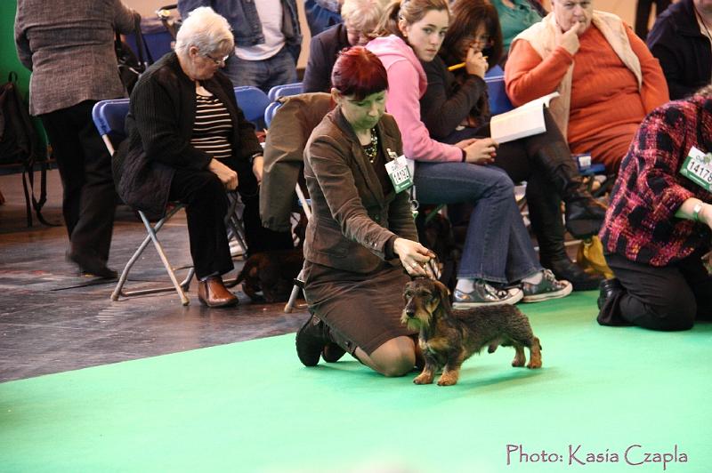 Crufts2011_2 573.jpg